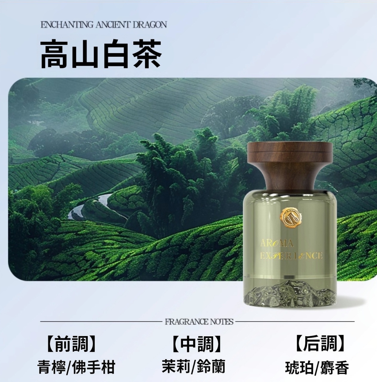 高山白茶